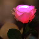GRACE ROSE（グレイスローズ）：ピンク　水に反応してふわりと光るバラの花　使い切りタイプ