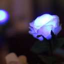 GRACE ROSE（グレイスローズ）：ブルー　水に反応してふわりと光るバラの花　使い切りタイプ