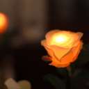 GRACE ROSE（グレイスローズ）：オレンジ　水に反応してふわりと光るバラの花　使い切りタイプ