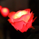 GRACE ROSE（グレイスローズ）：レッド 水に反応してふわりと光るバラの花　電池交換して繰り返し使えるタイプ