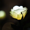 GRACE ROSE（グレイスローズ）：ホワイト 水に反応してふわりと光るバラの花　電池交換して繰り返し使えるタイプ