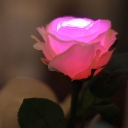 GRACE ROSE（グレイスローズ）：ピンク 水に反応してふわりと光るバラの花　電池交換して繰り返し使えるタイプ