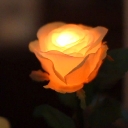 GRACE ROSE（グレイスローズ）：オレンジ 水に反応してふわりと光るバラの花　電池交換して繰り返し使えるタイプ