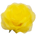 パステルローズL レモン　Giant Flower 花径約45cm
