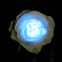 TWINKLE ROSE（トゥインクルローズ）：ブルー　水に反応して光るバラの花