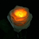 TWINKLE ROSE（トゥインクルローズ）：イエロー　水に反応して光るバラの花